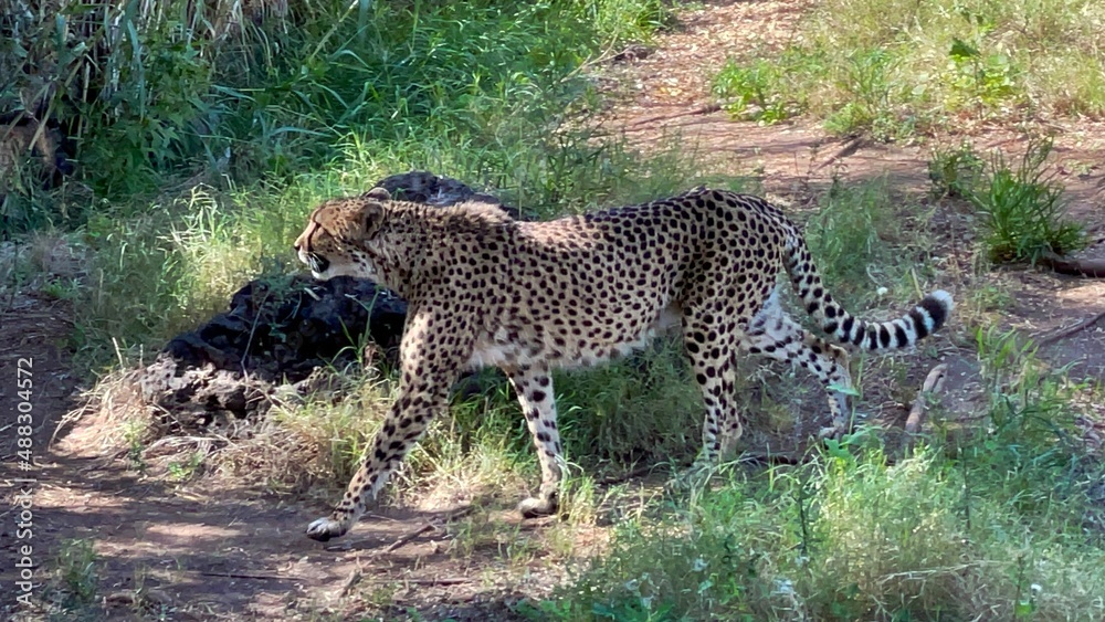 Obraz premium Leopard