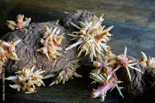 Shriveled sprouted potatoes with lush bunches of young roots close up lying on the wooden deck