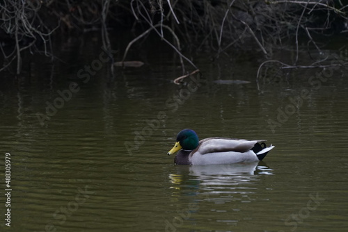 mallard in the pond