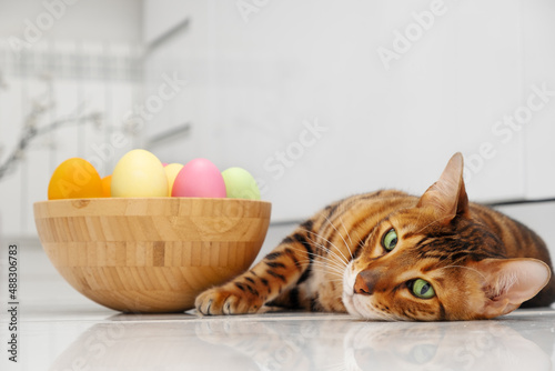 Fotografia Bengal cat with bowl of eggs in white modern interior lying down on floor looking at camera