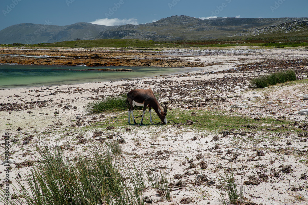 Cape of Good Hope