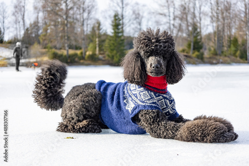 Standard poodle in knitted Marius sweater in beautiful winter weather. She is playing on the ice of a frozen lake. photo