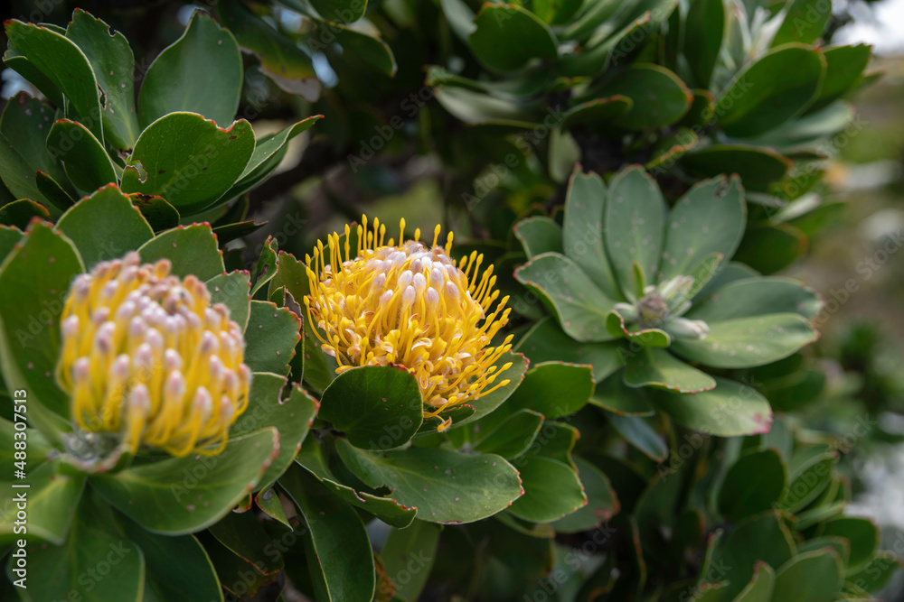 Cape of Good Hope