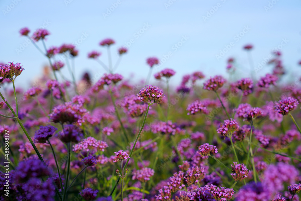 Naklejka premium little margaret flower under the sun