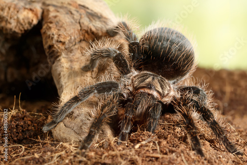 Close-up of female of spider tarantula   Brachypelma albopilosum  on the snag on green leaves background.