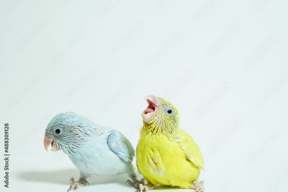 Obraz premium Forpus 2 baby bird newborn (American yellow and white color) sibling pets standing on white background, the domestic animal is the smallest parrot in the world.