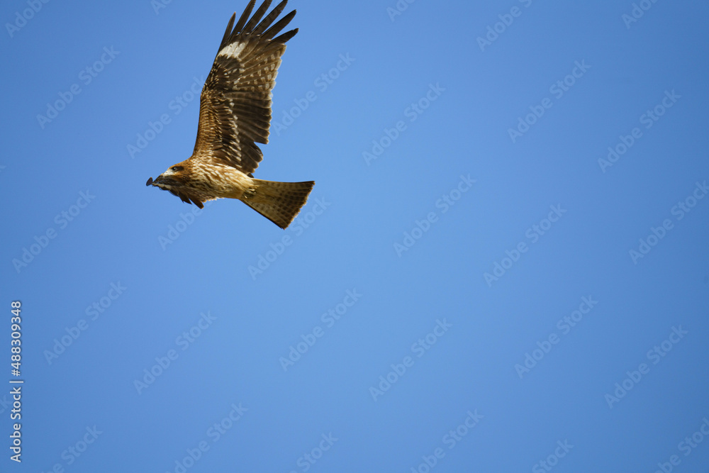 Obraz premium トンビ