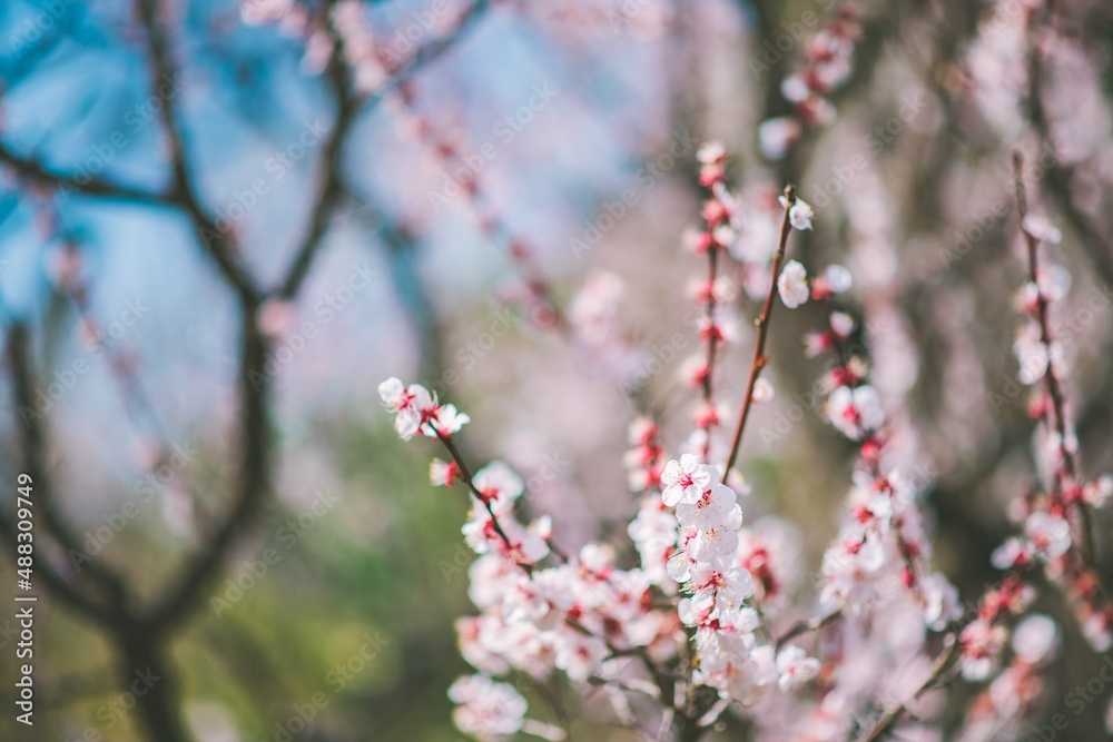 pink blossom pink blossom