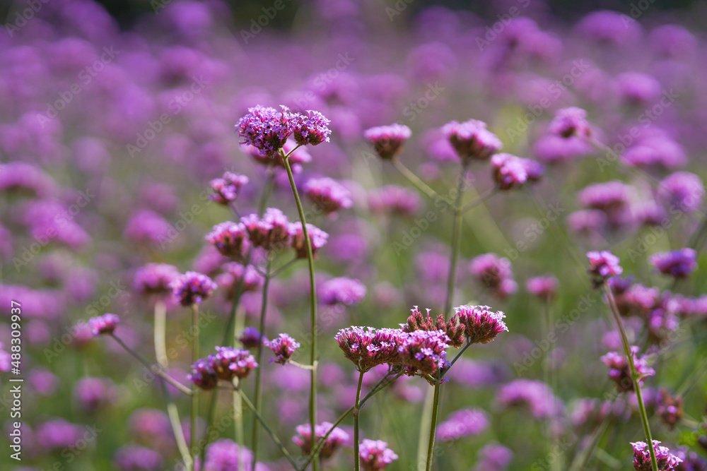 Aster Purple Flower on field Aster Purple Flower on field