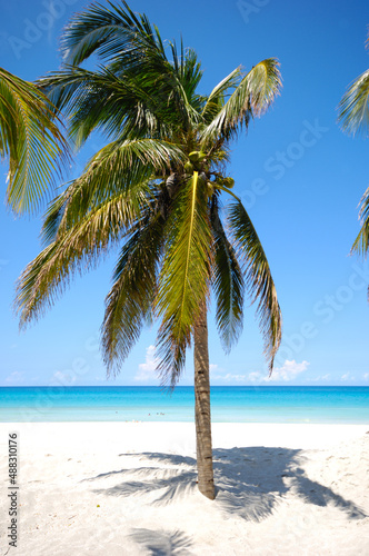 Fototapeta Naklejka Na Ścianę i Meble -  Palm on tropical beach