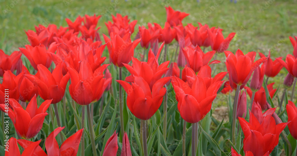 Group of red tulips on a blurred background Group of red tulips on a blurred background