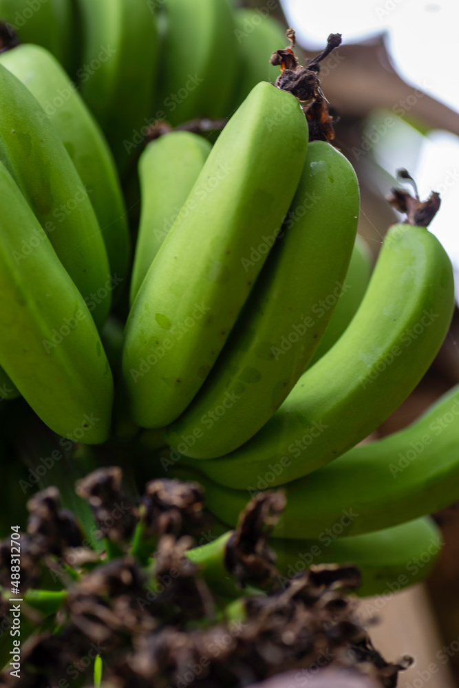 Green Bananas