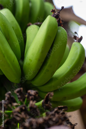 Obraz na płótnie Green Bananas w salonie