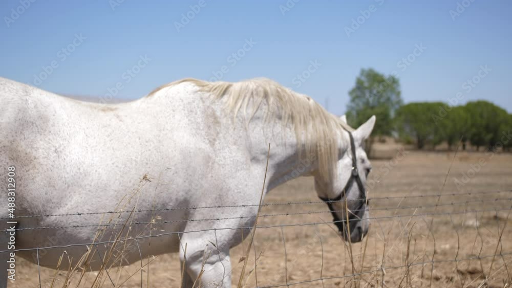 white horse in field pasture slow motion 4k white horse in field pasture slow motion 4k