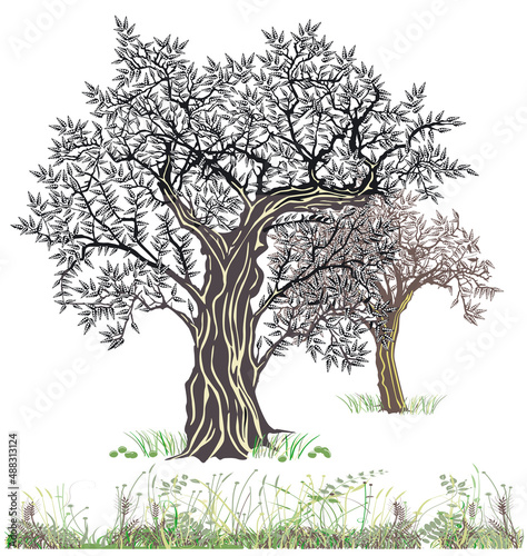 alte Olivenbäume in der Natur, Illustration isolated on white background