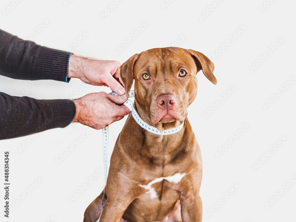 Lovable, pretty puppy of brown color and its caring owner. Close-up, indoors. Day light, studio photo. Pet care concept