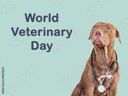World Veterinary Day. Lovable, pretty puppy of brown color. Closeup, indoor, isolated background. Day light. Pet care concept