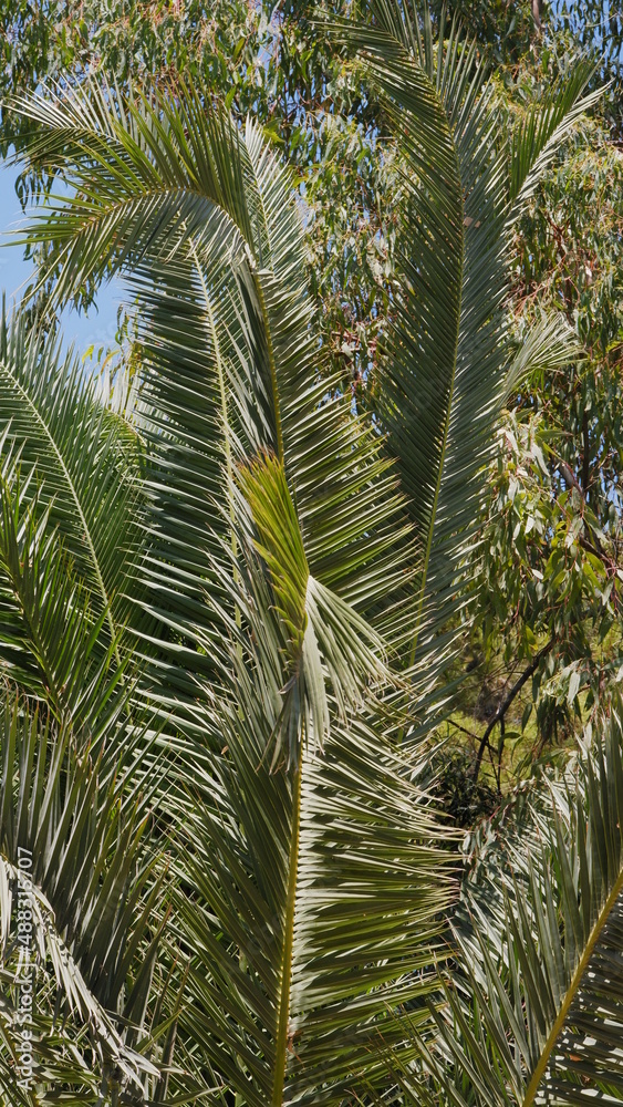 Fototapeta premium Black tropical background with green plant