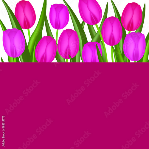 pink tulips on a white background