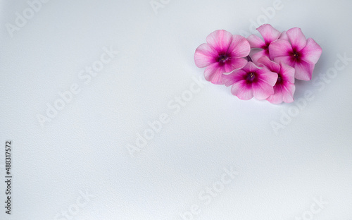 Pink flowers on white isolate. Pure white background with natural flowers for congratulations. White background for the text. Romantic congratulations.