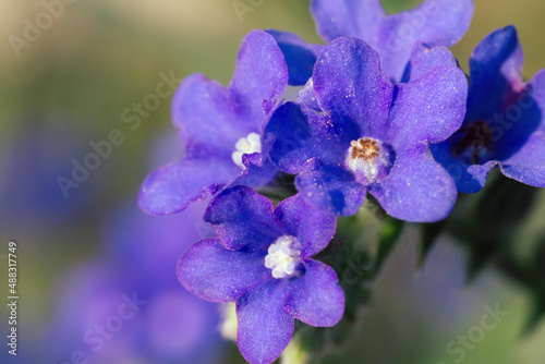 Blue flower Anchusa officinalis or Lycopsis on meadow in summer photo