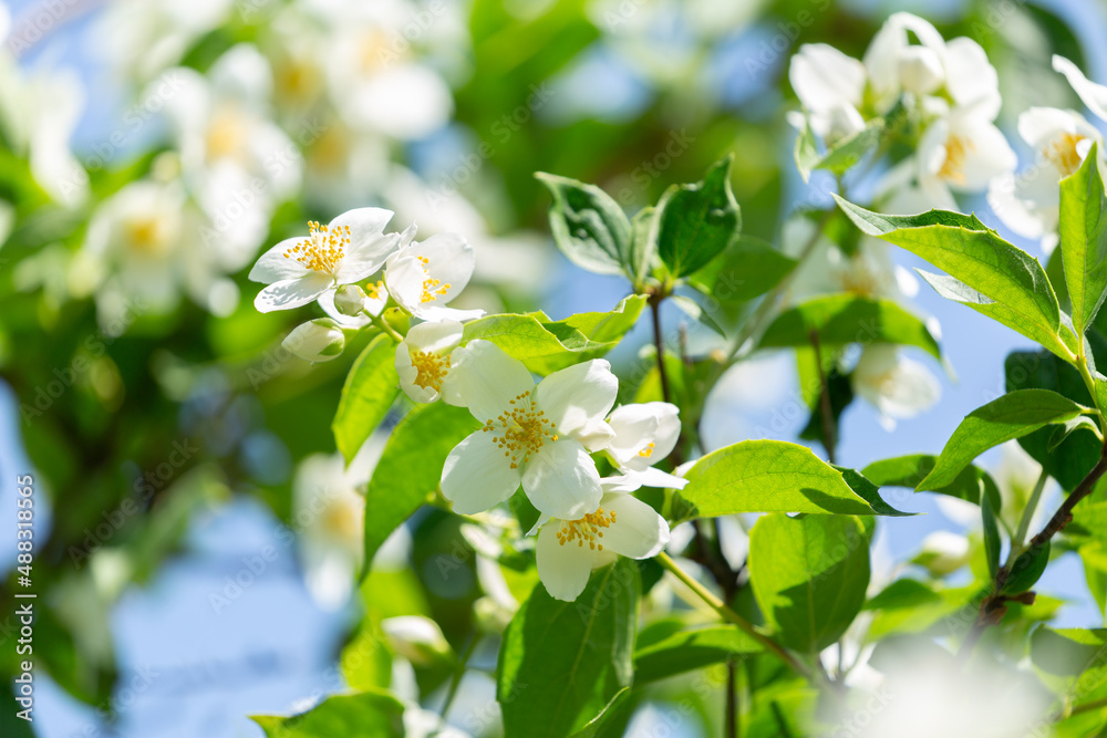 jasmine flowers on a bush jasmine flowers on a bush