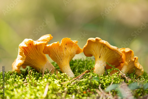 Edible mushrooms. Growing chanterelle mushrooms in a forest