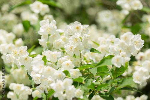 jasmine flowers on a bush