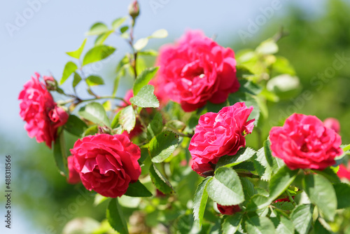 rose flowers in a garden on green background
