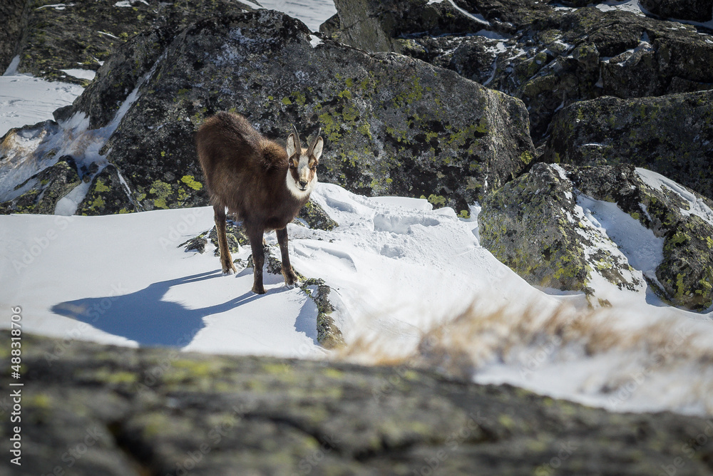 Fototapeta premium Rupicapra carpatica in High Tatras mountains