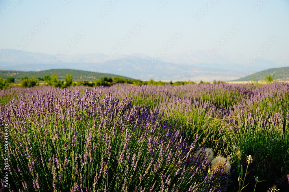 Fototapeta premium Dream of purple: Lavender fields in Turkey