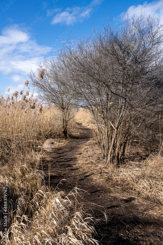 Fussweg durch den Schilfgürtel zur Mettnauspitze bei Radolfzell am Bodensee Fussweg durch den Schilfgürtel zur Mettnauspitze bei Radolfzell am Bodensee