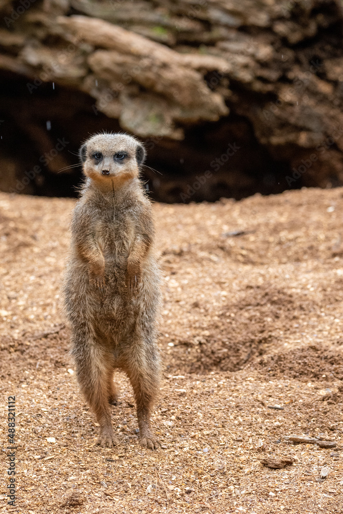 Fototapeta premium Close up of meerkats in captivity at the zoo