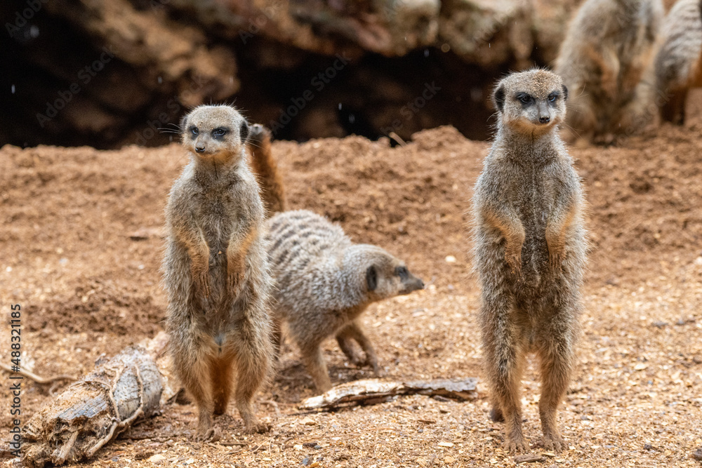 A group of meerkats in captivity at the zoo A group of meerkats in captivity at the zoo