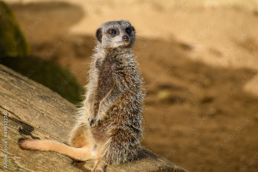 Fototapeta premium Close up of meerkats in captivity at the zoo