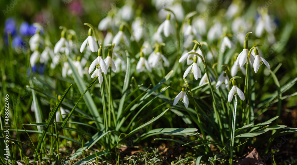 Snowdrop or common snowdrop (Galanthus nivalis) flowers.Snowdrops after the snow has melted. In the forest in the wild in spring snowdrops bloom. Snowdrop or common snowdrop (Galanthus nivalis) flowers.Snowdrops after the snow has melted. In the forest in the wild in spring snowdrops bloom.