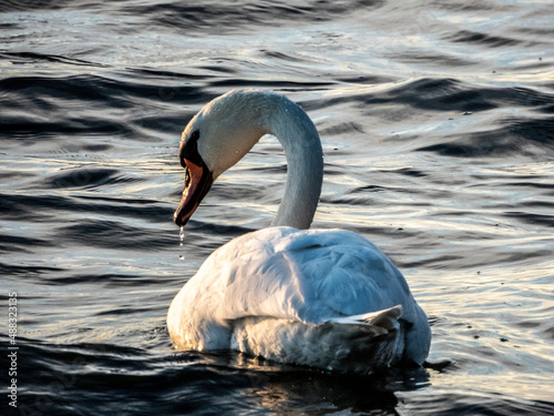 Swan In The Dark Sea
