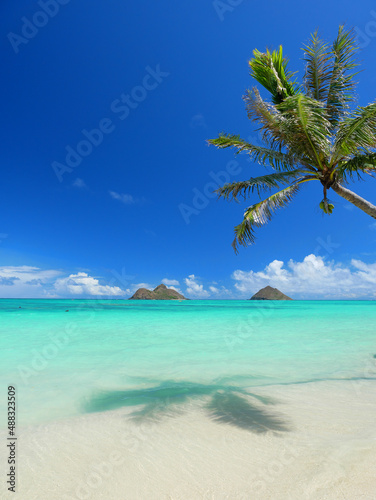 Fototapeta Naklejka Na Ścianę i Meble -  ハワイ、オアフ島、ラニカイビーチから眺めるモクルアと椰子の影
