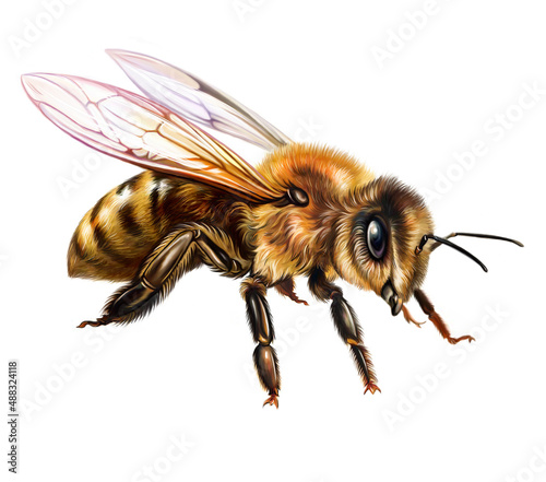 Bee (Anthophila)