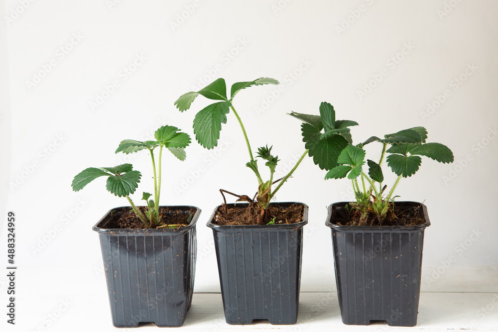 Strawberry seedlings in black glasses on the table on a gray background. Preparation for planting, growing natural berries in the garden. Strawberry seedlings in black glasses on the table on a gray background. Preparation for planting, growing natural berries in the garden.