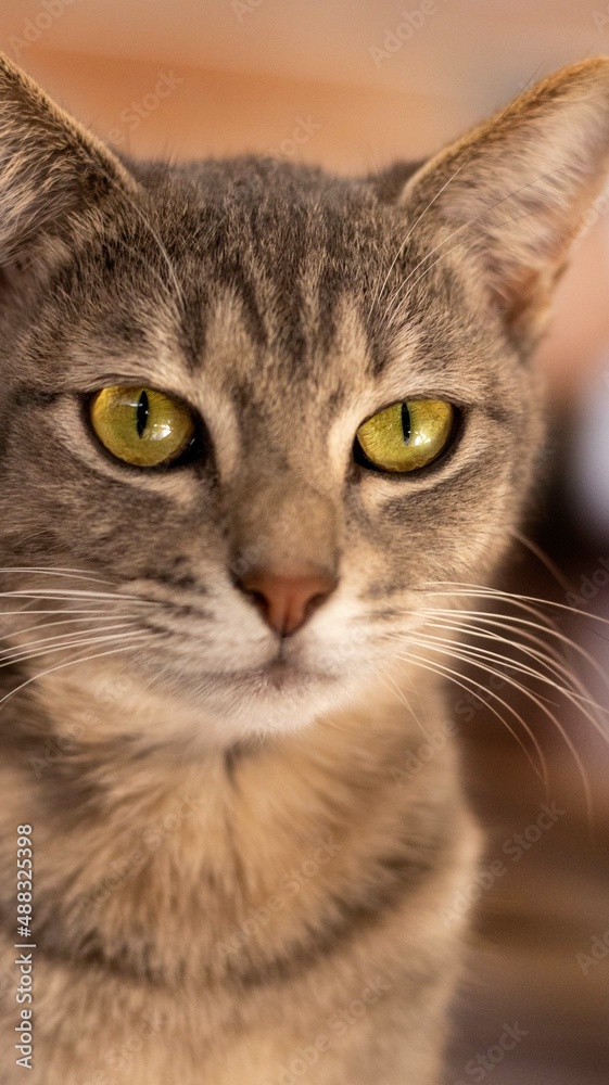 A young feline tabby cat