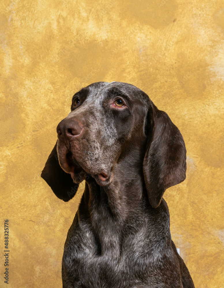 retrato de perro joven, de raza perdiguero de de burgos, con fondo crema.
