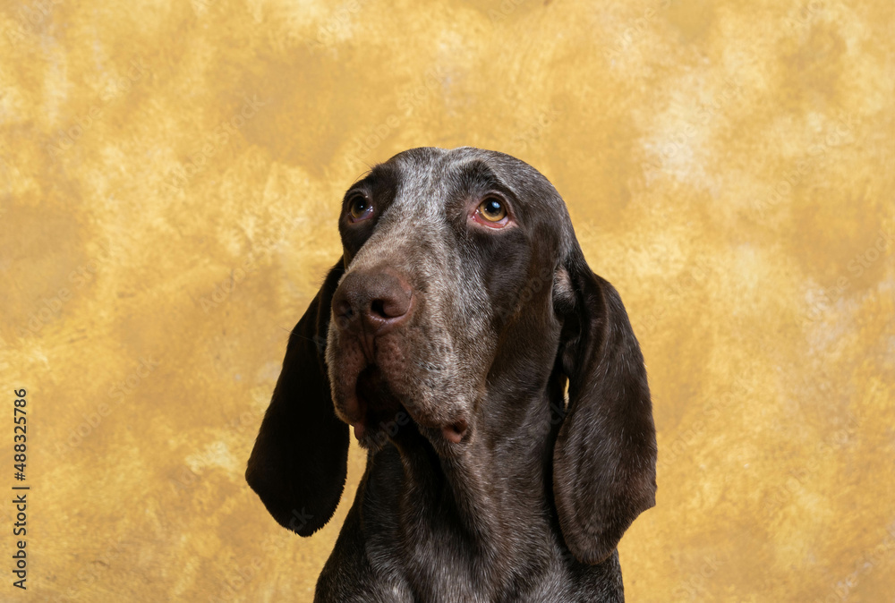 retrato de perro joven, de raza perdiguero de de burgos, con fondo crema.