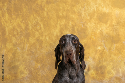 retrato de perro joven, de raza perdiguero de de burgos, con fondo crema.