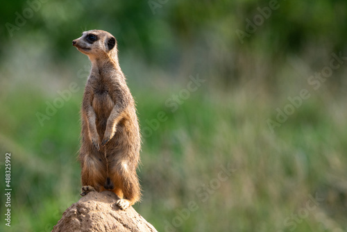 Meerkats in captivity at the zoo © Christopher Keeley