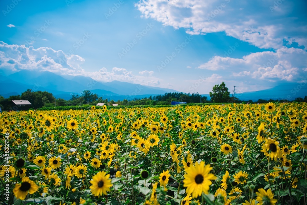 field of sunflowers