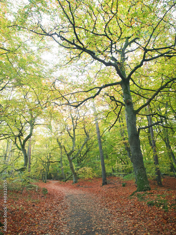 Fototapeta premium Wald am Weststrand