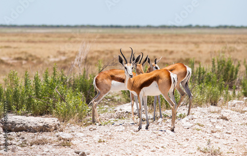 Antelopes in the African savannah
