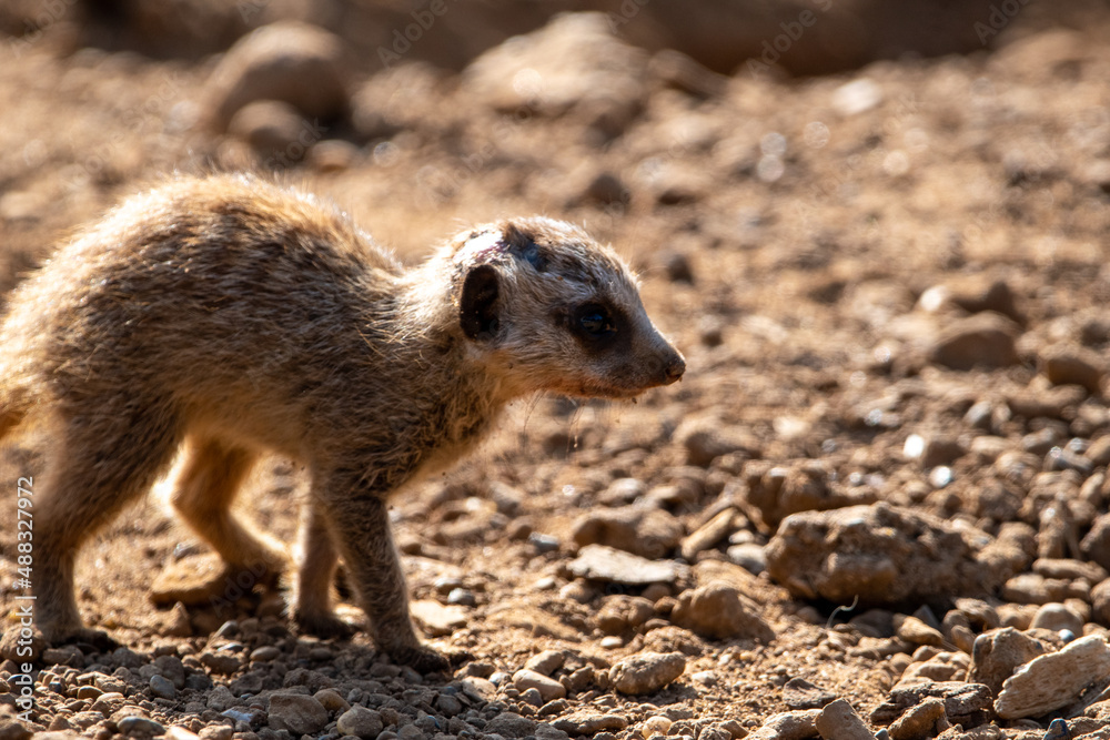 Fototapeta premium Meerkat pup/baby in captivity at the zoo