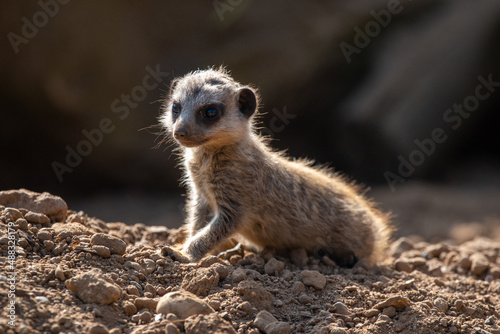 Meerkat pup/baby in captivity at the zoo © Christopher Keeley